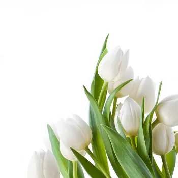 White Tulip Flower